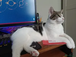 Domestic Shorthair cats Lucy is wonderful! - Advert 2