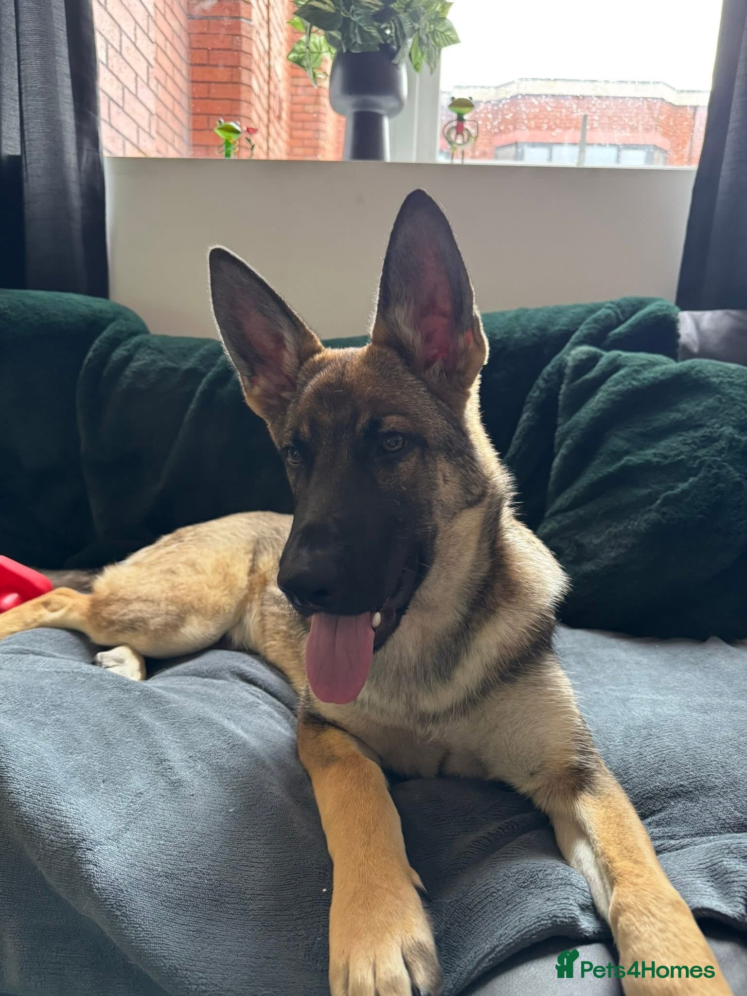 Belgian Shepherd Dog dogs Selling my beautiful jax  - Advert 16