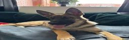 Belgian Shepherd Dog dogs for sale: Selling my beautiful jax  in Redditch - Advert 2