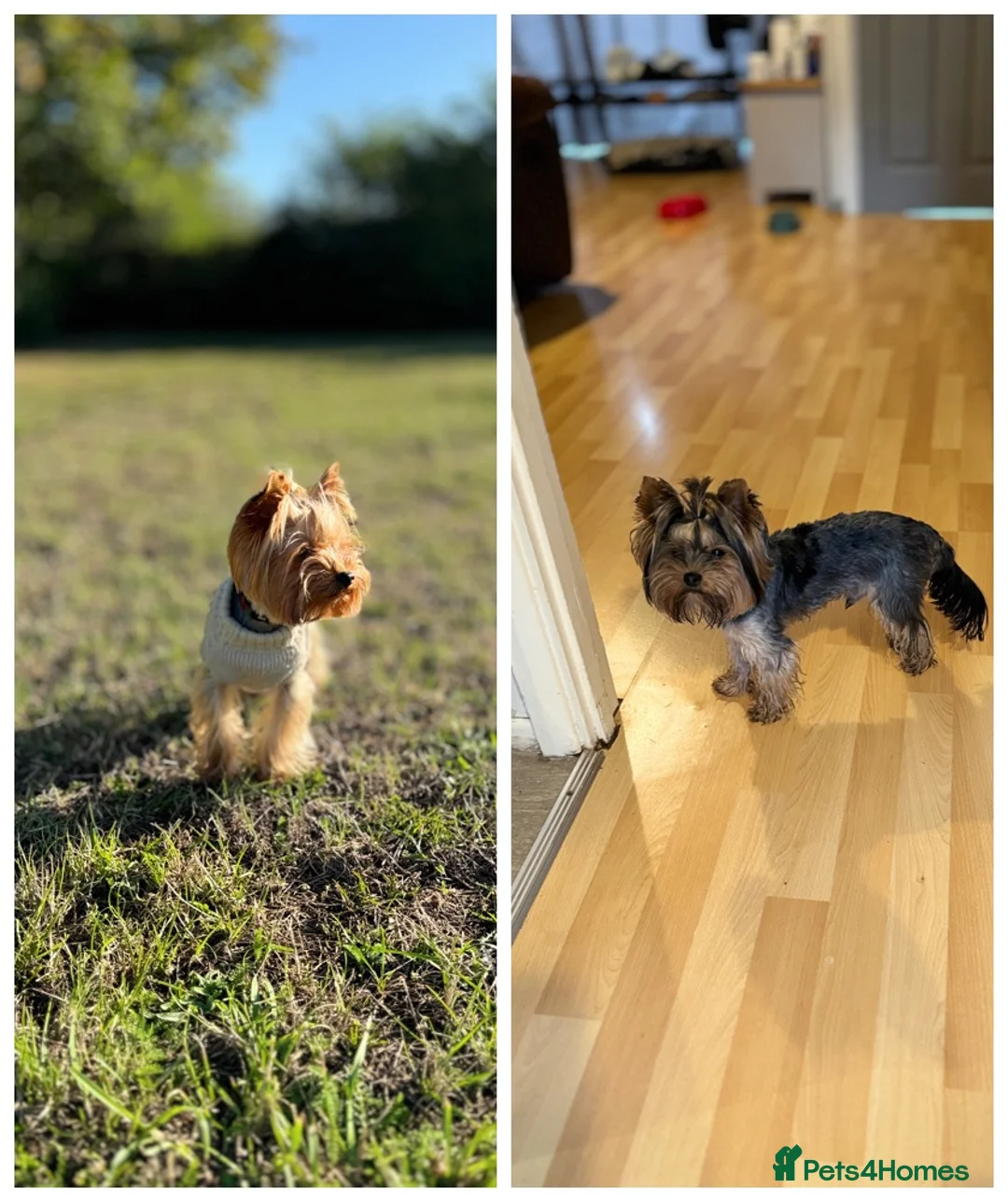 Yorkshire Terrier dogs for stud: Beautiful Yorkshire terrier  in Hornchurch - Advert 10