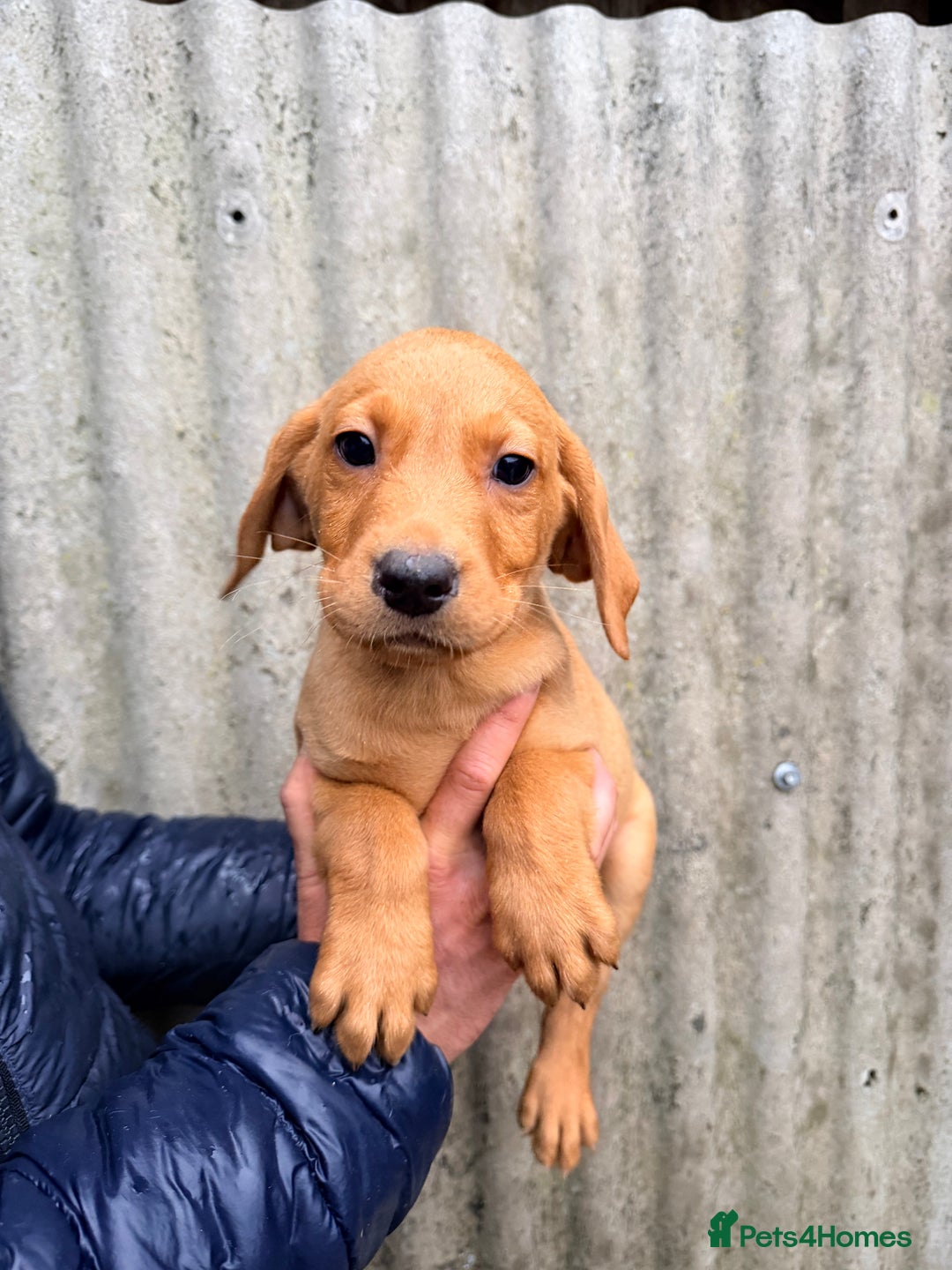 Labrador Retriever dogs for sale: Yellow Labrador’s  - Advert 4