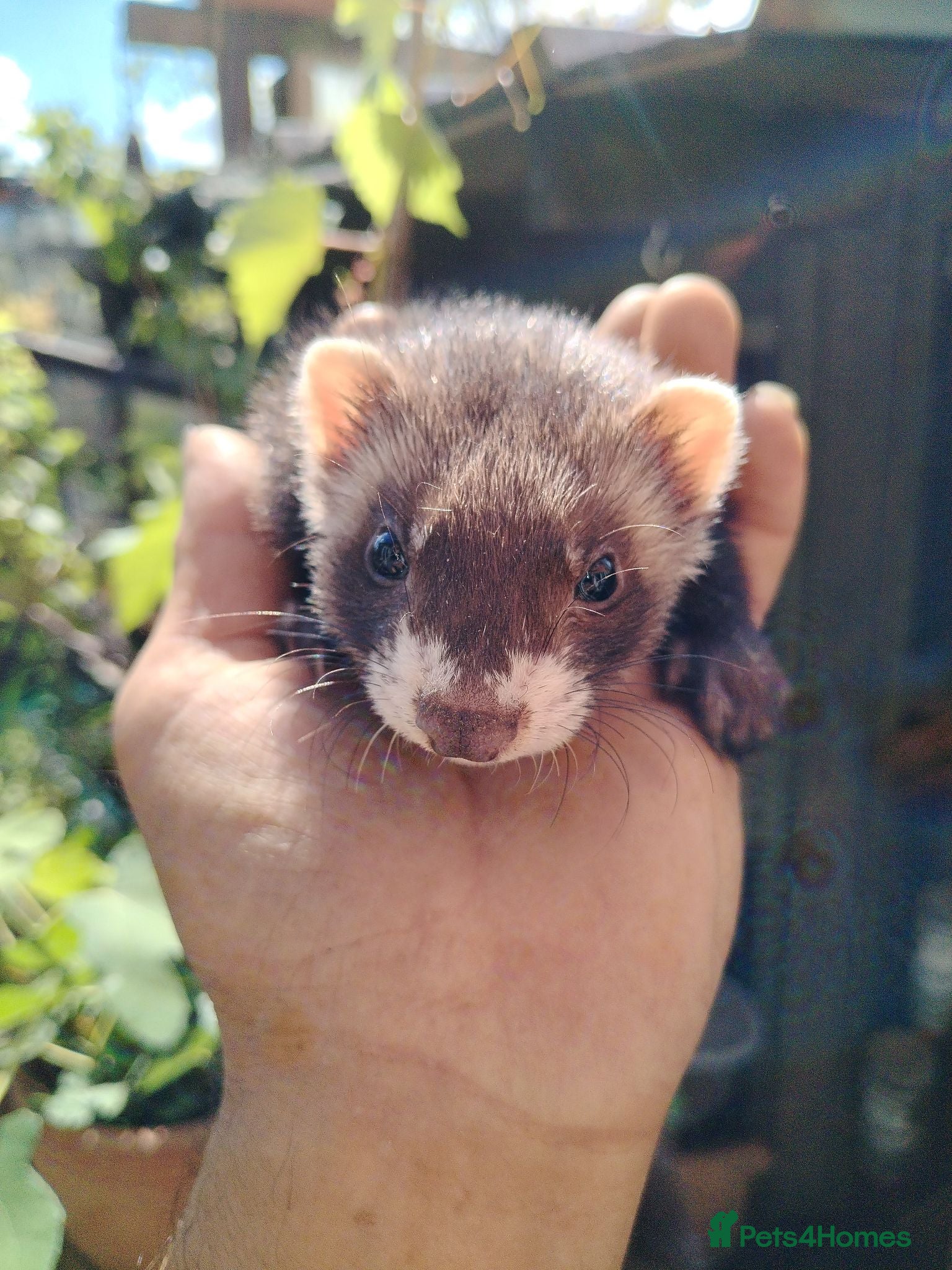 Ferret rodents Young ferrets for sale  - Advert 1