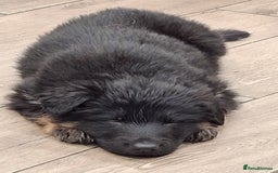 German Shepherd dogs for sale: Kennel Club Straight back GSD - Image 9
