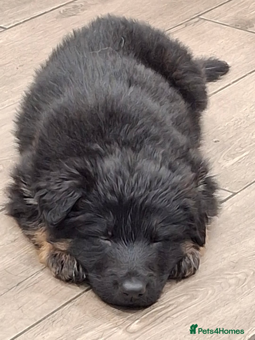 German Shepherd dogs for sale: Kennel Club Straight back GSD - Image 9