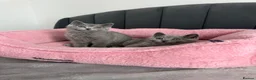 British Shorthair cats for sale: British shorthair kittens - Advert 10