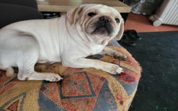 Pug dogs for sale: Male pug  - Image 1