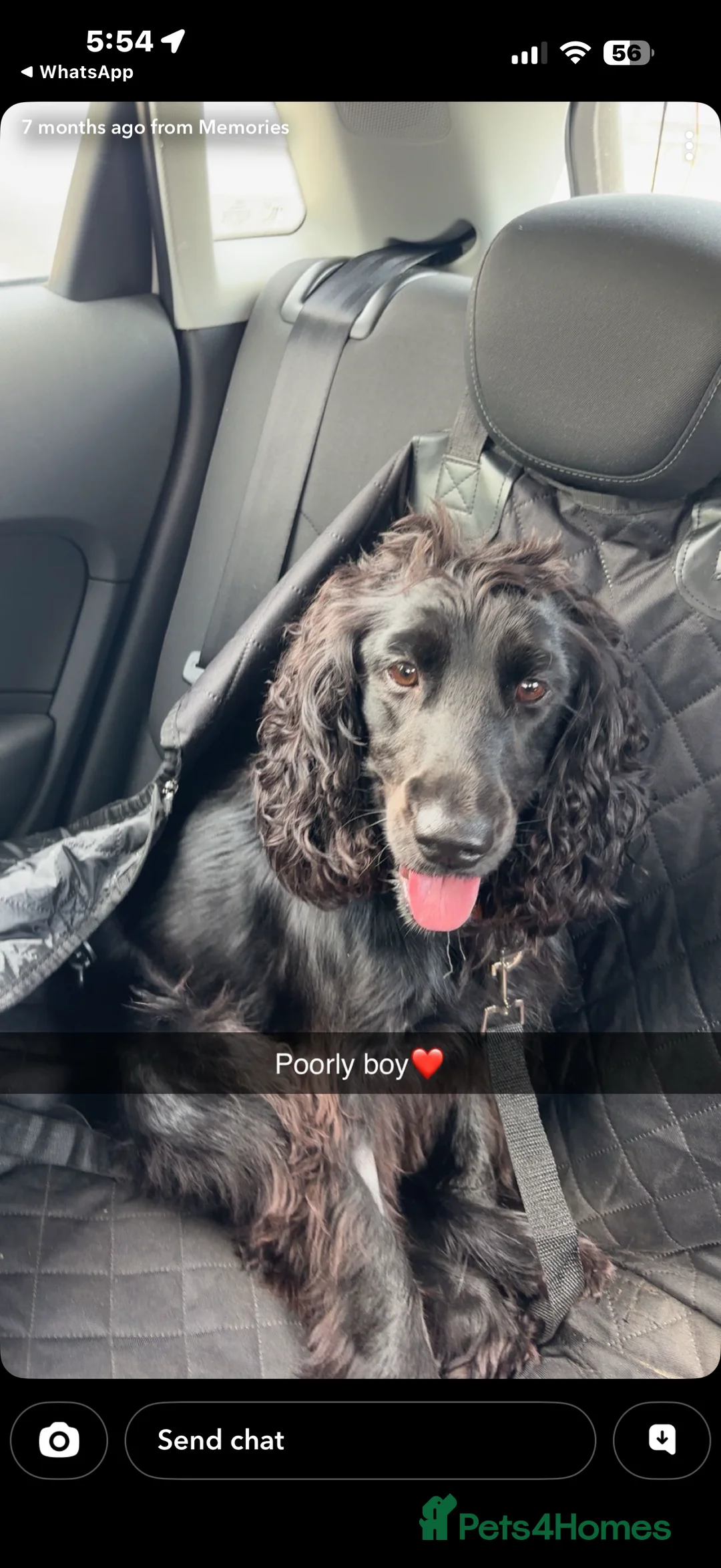 Cocker Spaniel dogs for sale: Cocker spaniel  - Advert 7