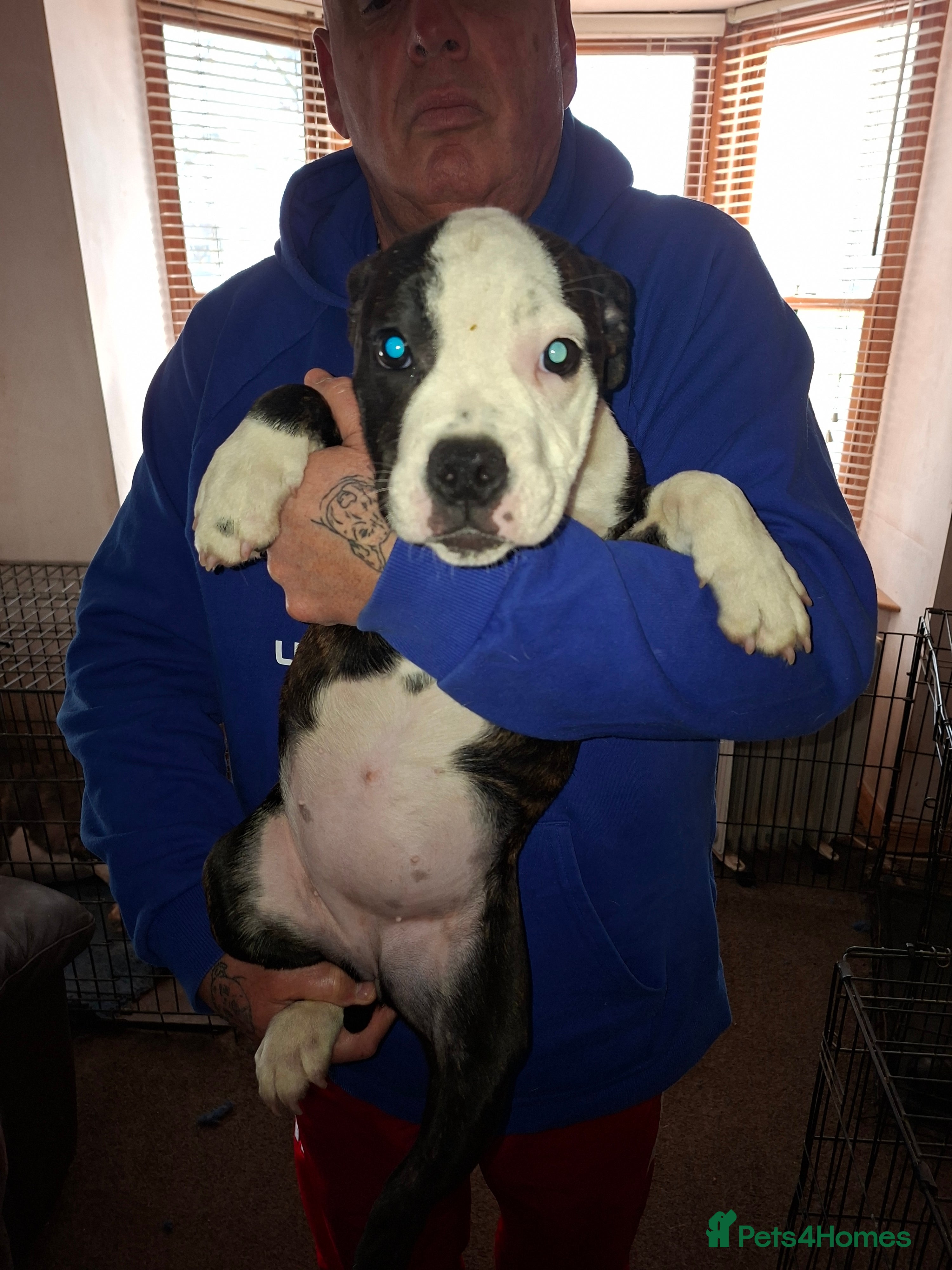 Mixed Breed dogs Big beautiful Bull Staffs  - Advert 2