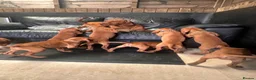Hungarian Vizsla dogs for sale: Gorgeous Hungarian Vizsla puppies  - Advert 24