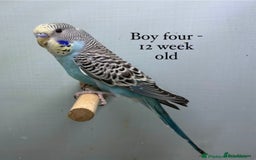 Budgerigars birds for sale: Beautiful baby budgies  - Image 4
