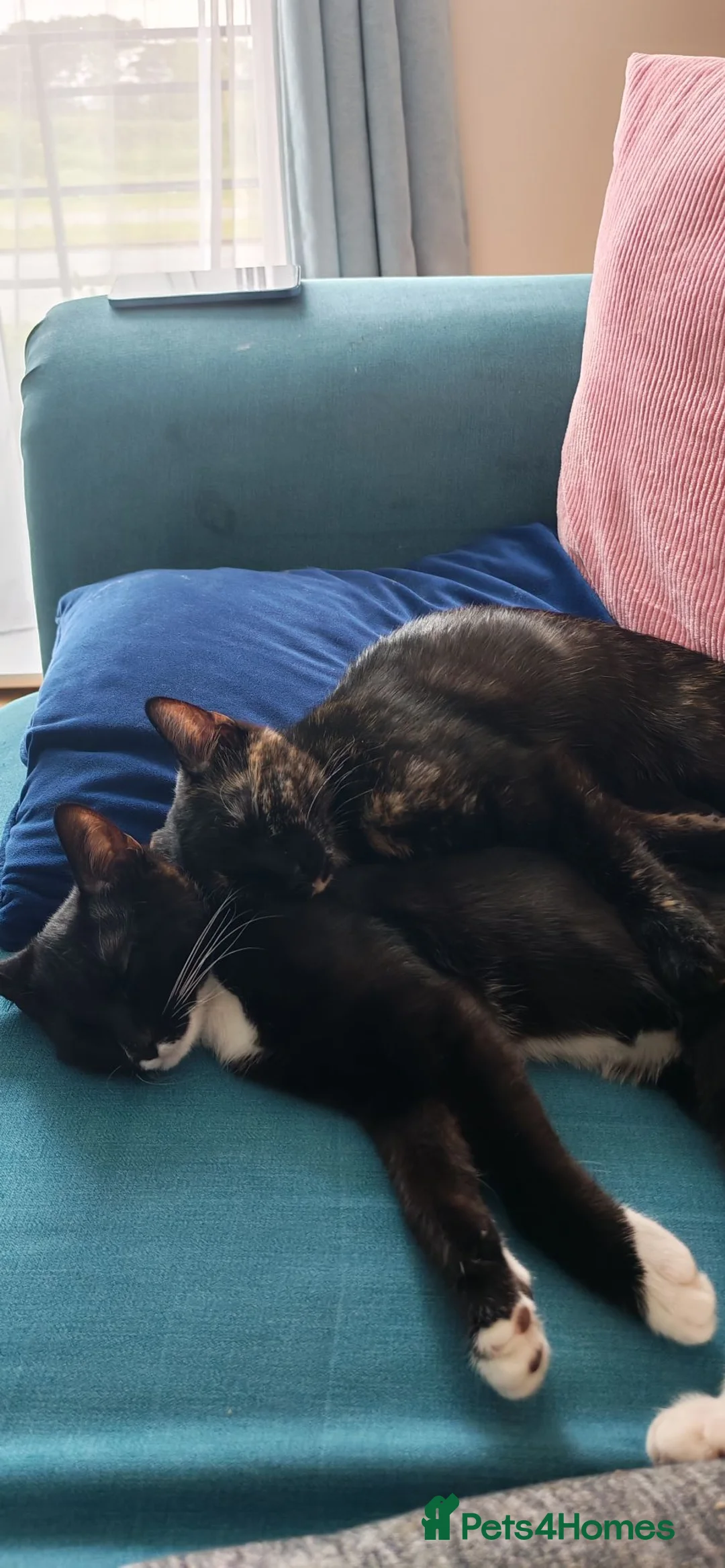 Mixed Breed cats for sale: 2 kittens, brother and sister. 7 months old.  - Advert 9