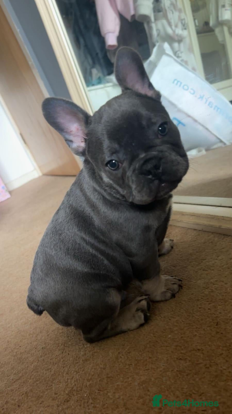 French Bulldog dogs Beautiful litter of 3 French bulldog boys  - Advert 6