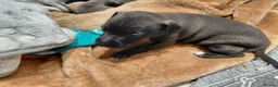 Italian Greyhound dogs for sale: 🐾 Italian Greyhound Puppies for Sale 🐾 - Advert 2