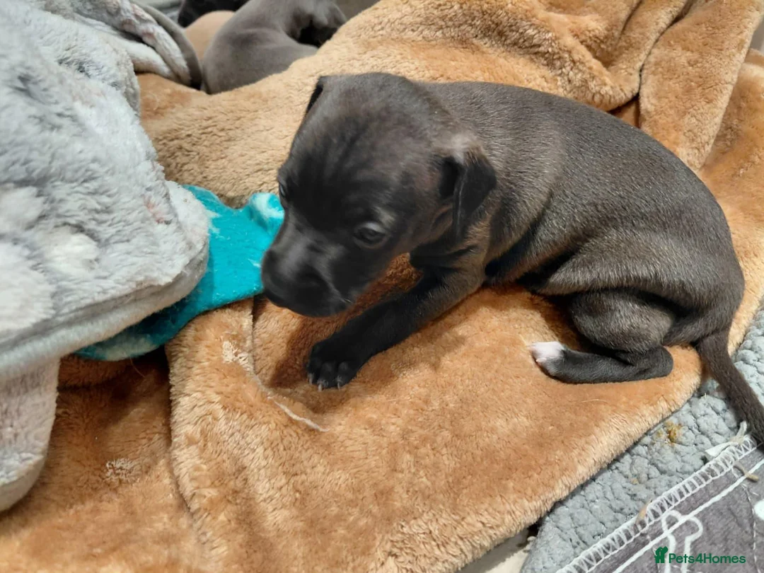 Italian Greyhound dogs for sale: 🐾 Italian Greyhound Puppies for Sale 🐾 - Advert 2