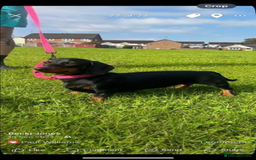Miniature Dachshund dogs for sale: 3 beautiful mini dashund girls  - Image 4