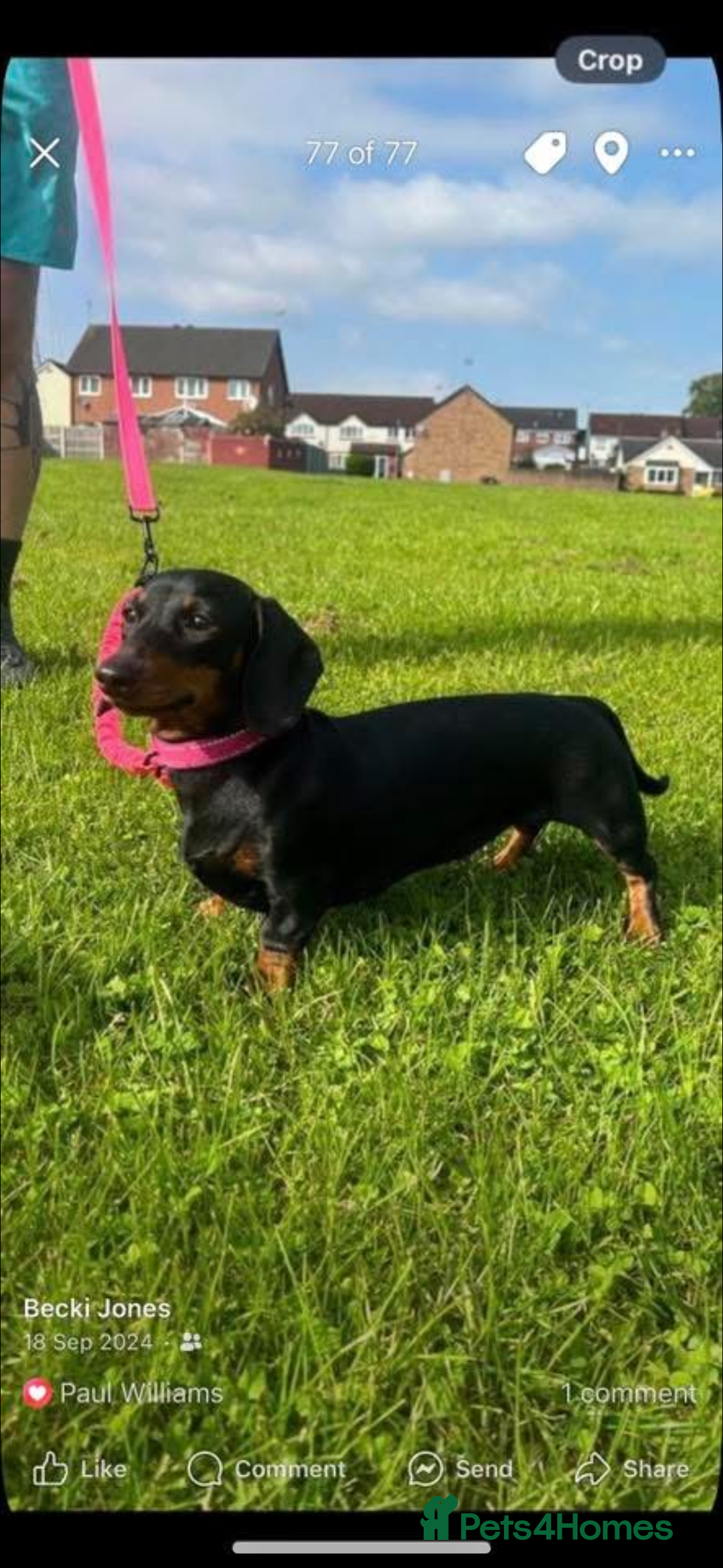 Miniature Dachshund dogs for sale: 3 beautiful mini dashund girls  - Image 4
