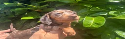Dachshund dogs for sale: Dapple Dachunds puppy’s  - Advert 2