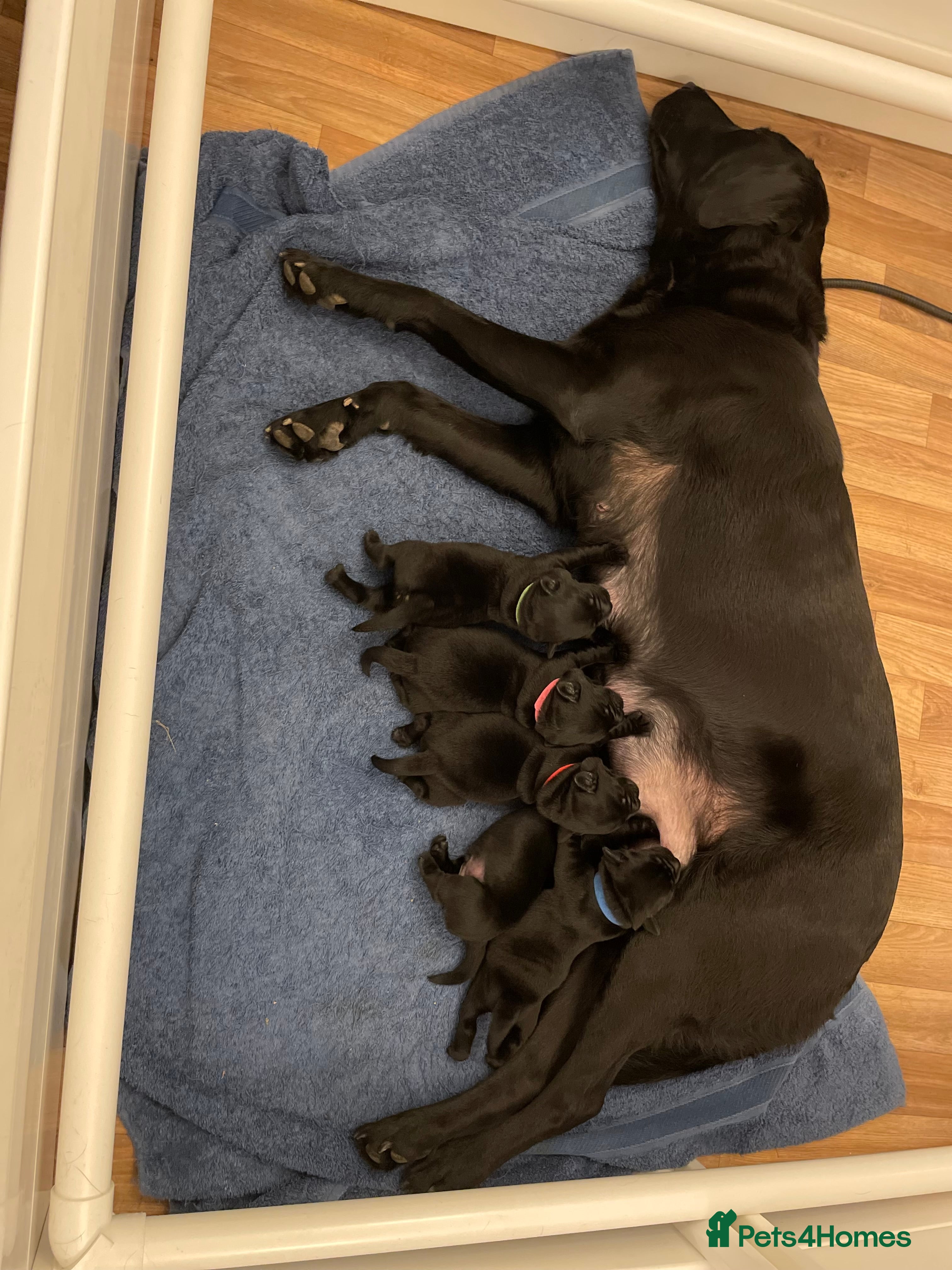 Labrador Retriever dogs Beautiful KC registered Black lab puppies - Advert 2
