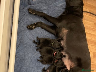 Labrador Retriever dogs Beautiful KC registered Black lab puppies - Advert 2