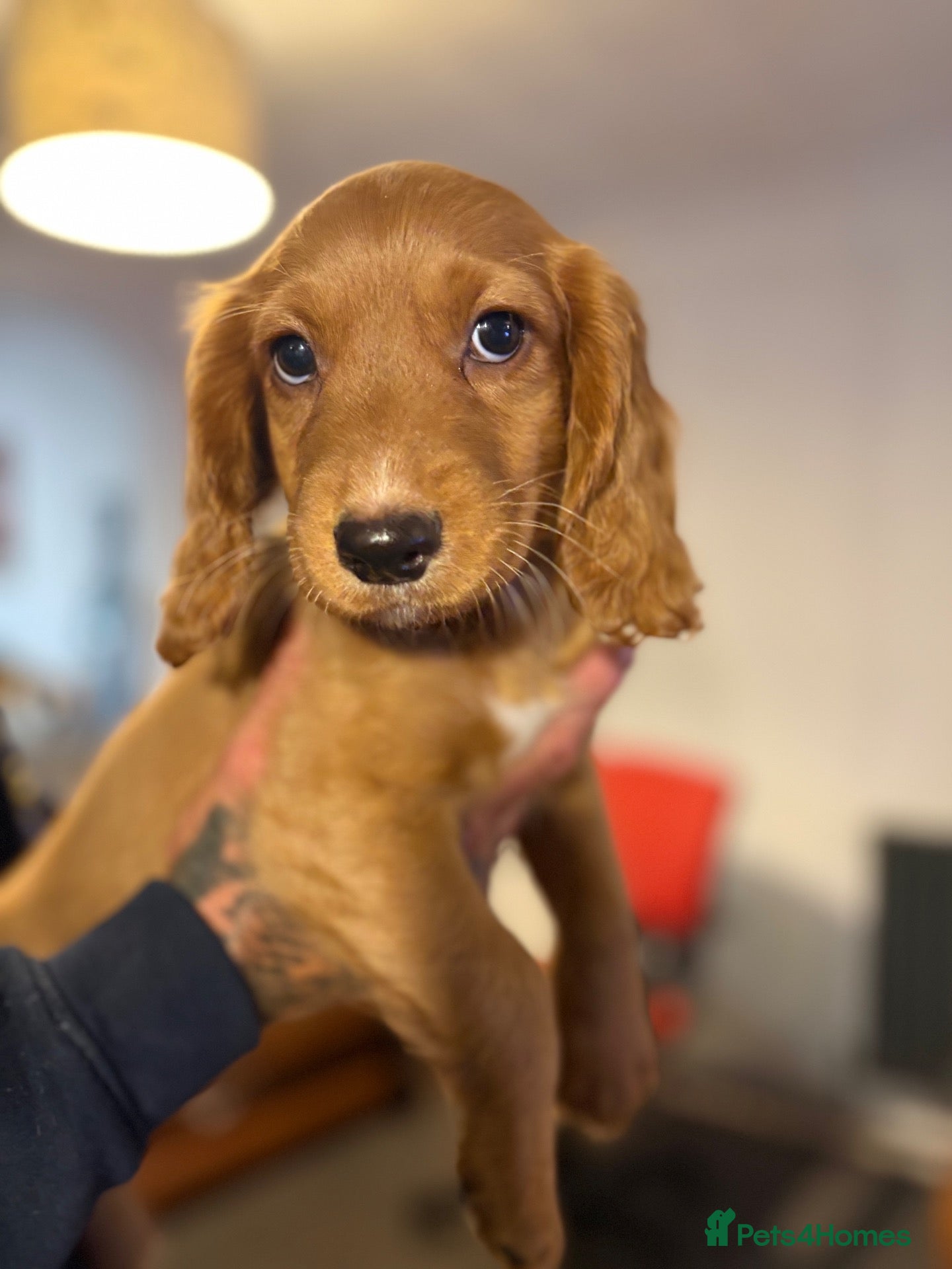 Cocker Spaniel dogs LAST ONE READY NOW !WORKING COCKER SPANIEL PUPPIES - Advert 2
