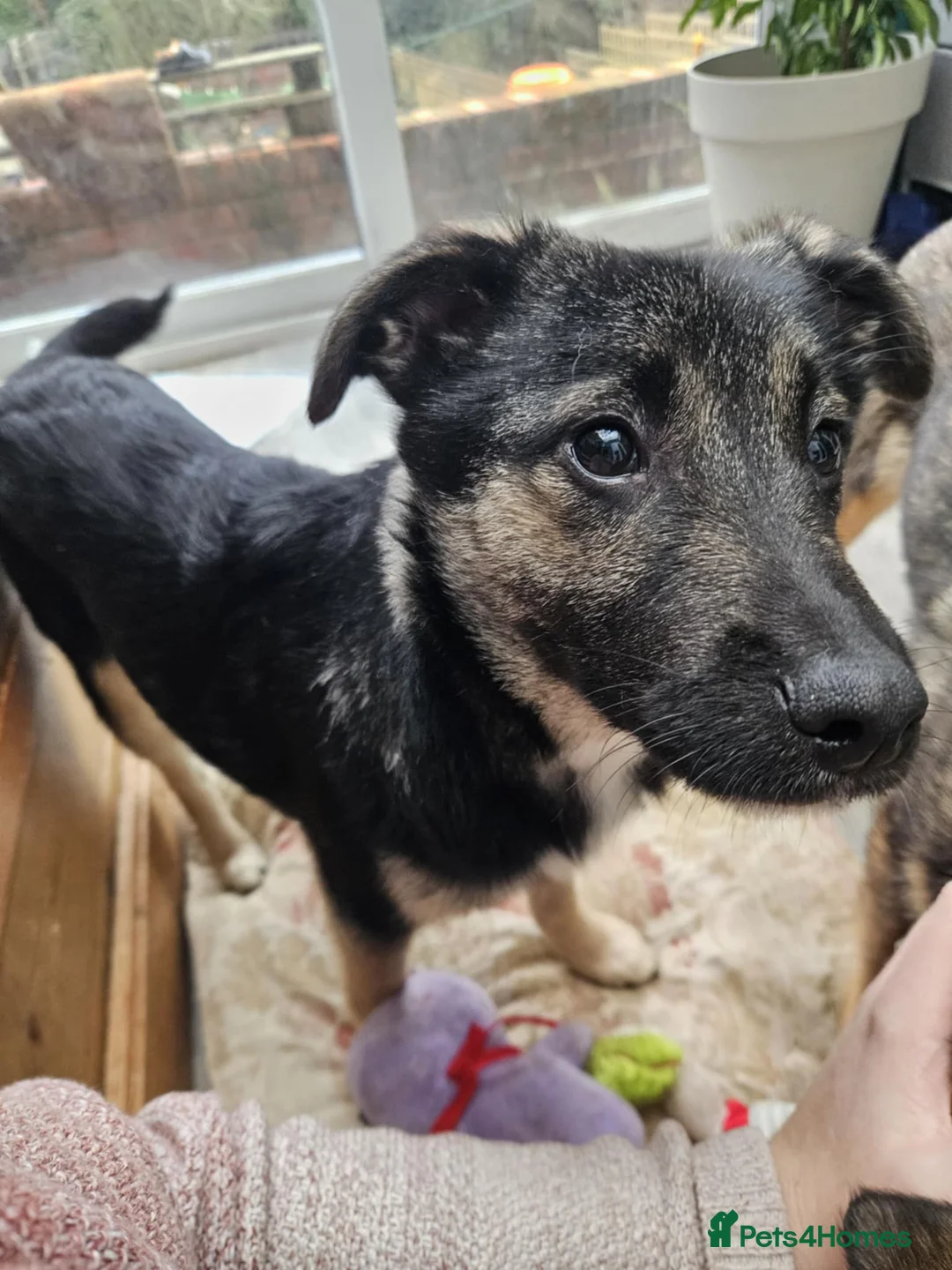 Mixed Breed dogs for adoption: Roquefort for Adoption!  - Advert 11