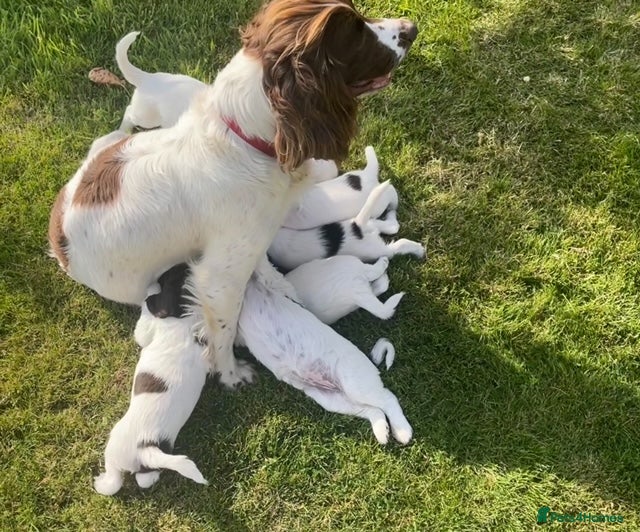 English Springer Spaniel dogs KC Registered English Springer Spaniel Puppies in Birmingham - Advert 1