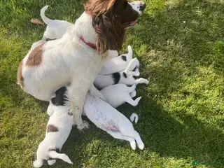 English Springer Spaniel dogs KC Registered English Springer Spaniel Puppies in Birmingham - Advert 1