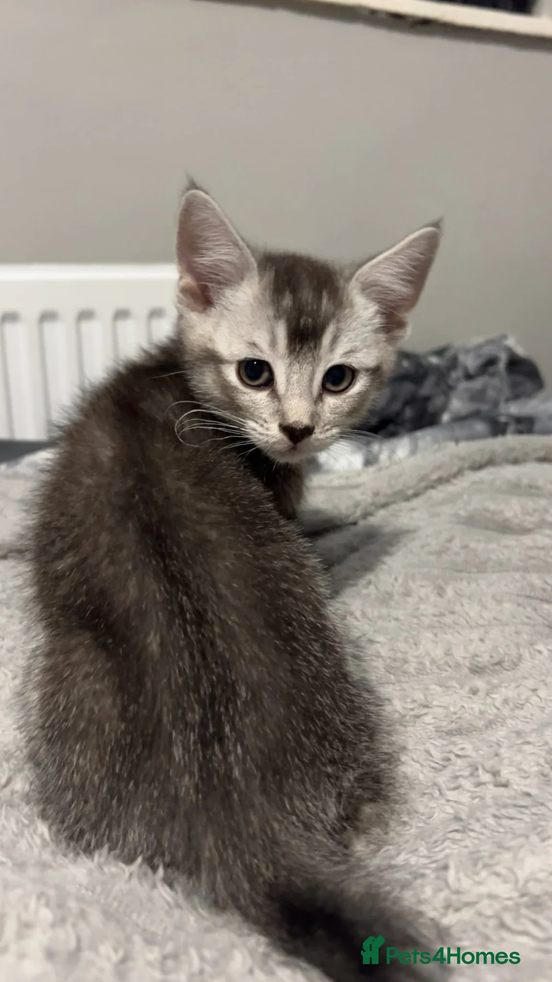 Domestic Shorthair cats for sale: Mixed breed kittens ready now  - Advert 20