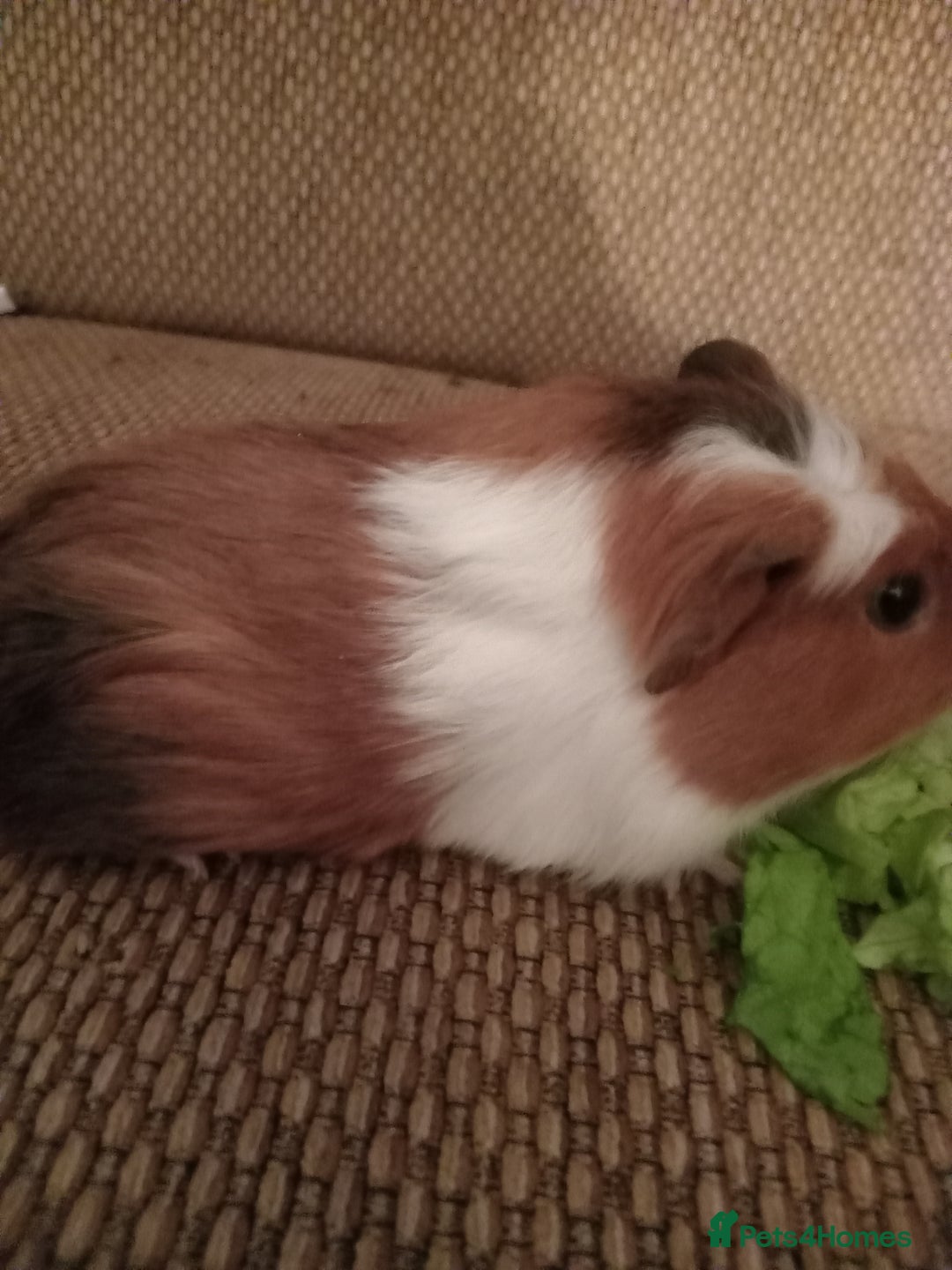 Guinea Pig rodents for sale: 4 girls ready 27th jan - Advert 8