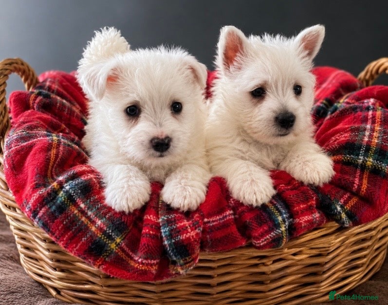 West Highland Terrier dogs Adorable West Highland terrier puppies - Advert 1
