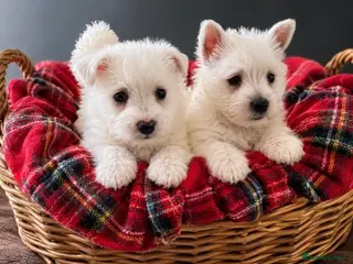 West Highland Terrier dogs Adorable West Highland terrier puppies - Advert 6