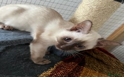 Siamese cats for sale: Siamese chocolate kittens - Image 5