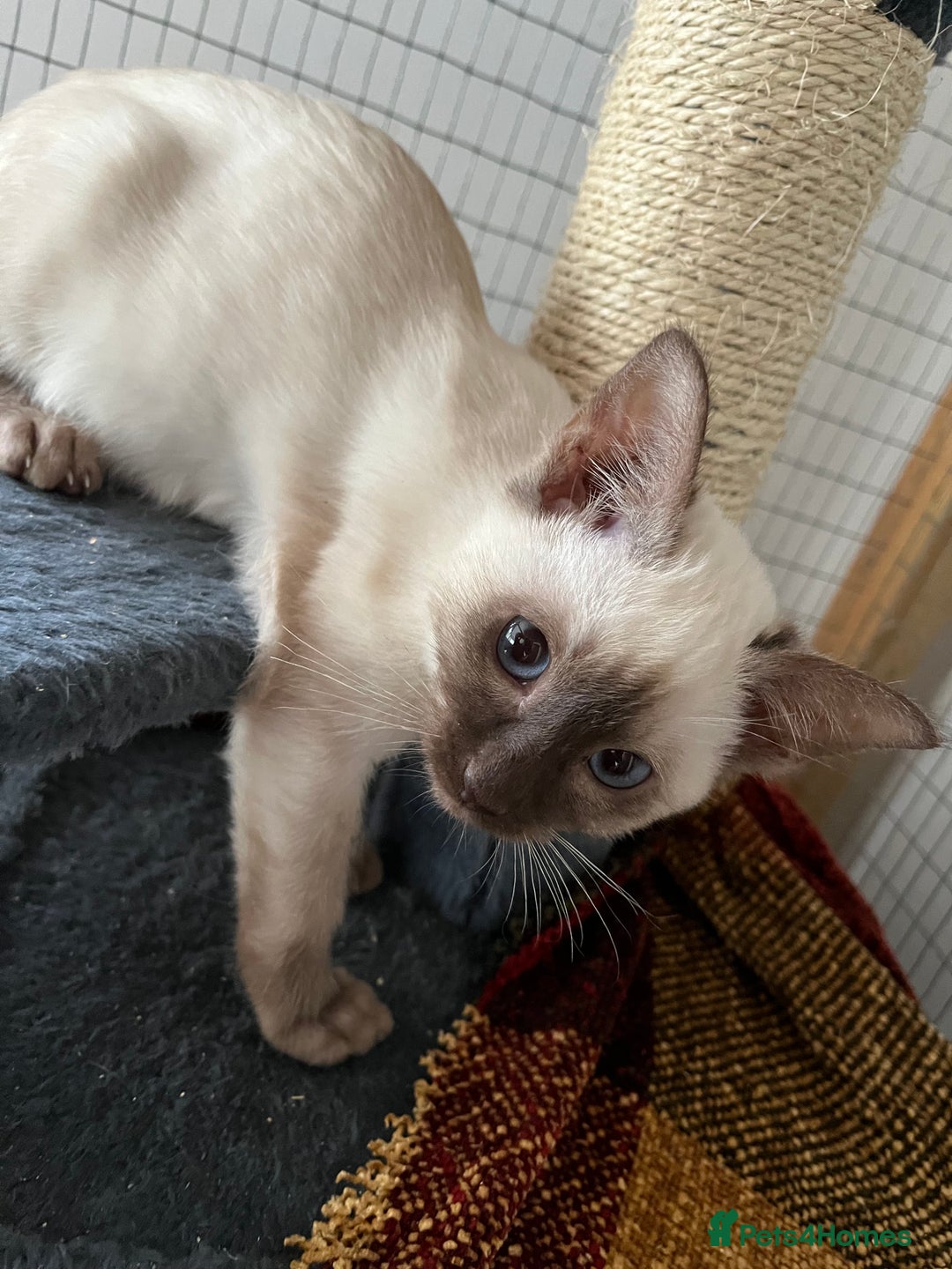 Siamese cats for sale: Siamese chocolate kittens - Image 5
