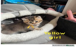 British Shorthair cats for sale: British shorthair kittens - Image 10