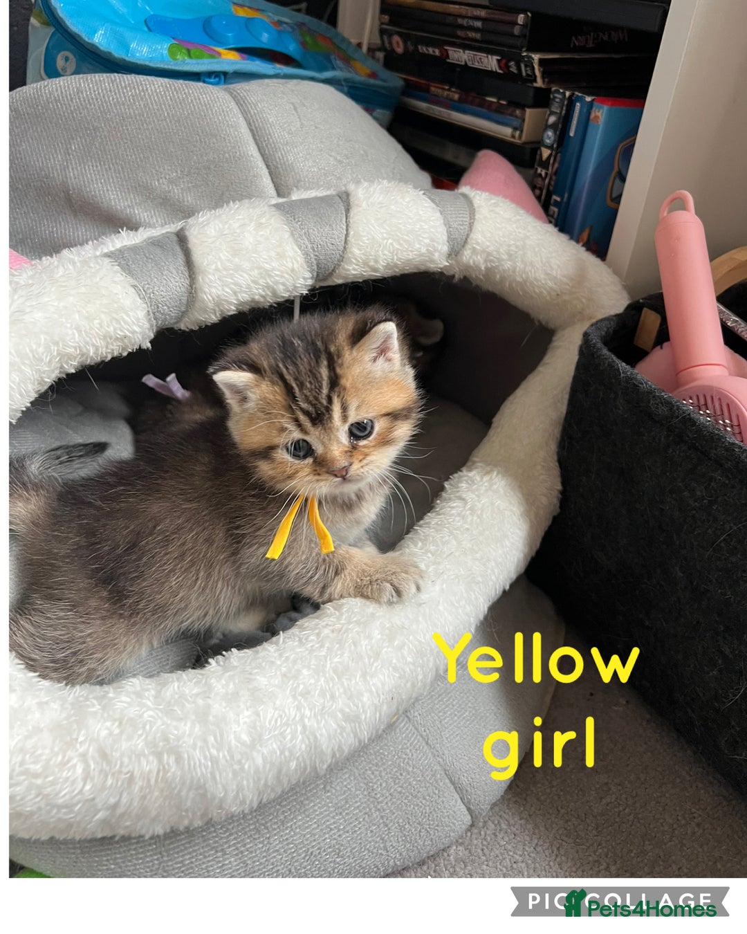 British Shorthair cats for sale: British shorthair kittens - Image 10