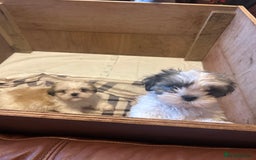 Shih Tzu dogs for sale: 2 beautiful Shih Tzu puppies for sale  - Image 4