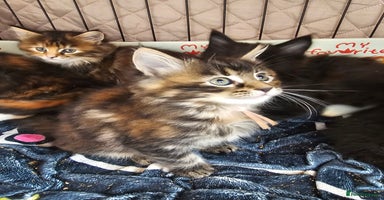 Maine Coon cats - Advert 5