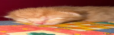 Mixed Breed 2
