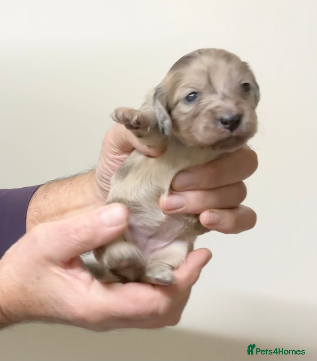 Miniature Dachshund dogs for sale: KC reg mini longhaired dachshund pups - Advert 20