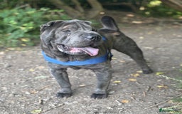 Shar Pei dogs for sale: Shar Pei Puppy 1 - Male Blue Chinese Shar pei  - Image 7