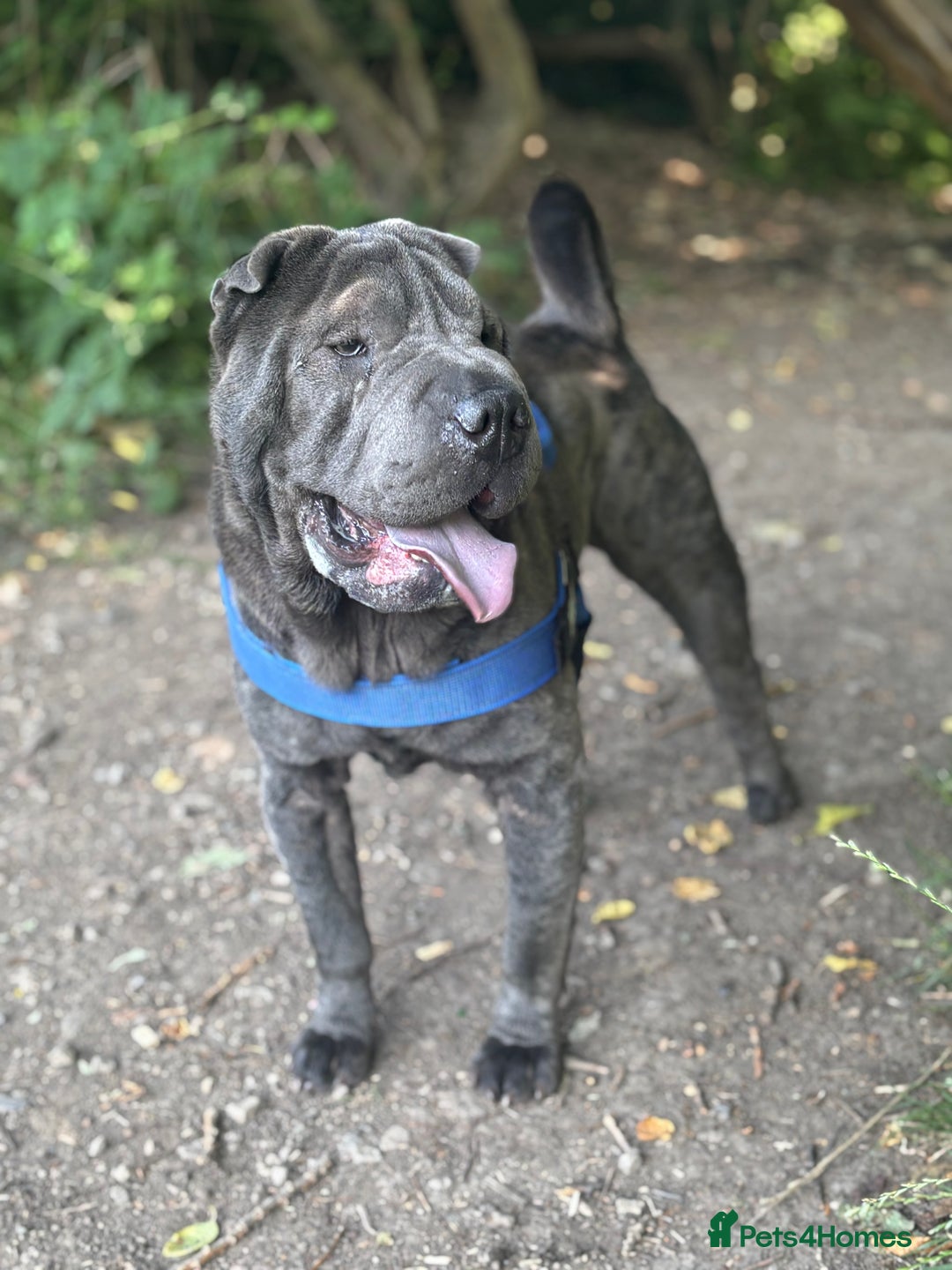 Shar Pei dogs for sale: Shar Pei Puppy 1 - Male Blue Chinese Shar pei  - Image 7