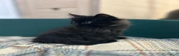 Mixed Breed cats for sale: Only one beautiful fluffy boy left! in Faringdon - Advert 10