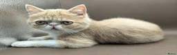 Exotic cats for sale: STUNNING EXOTIC SHORTHAIR MALE  - Advert 9