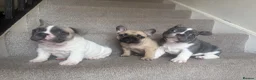 French Bulldog dogs for sale: Frenchie puppies  in Kirkcaldy - Advert 11
