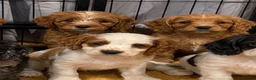 Mixed Breed dogs for sale: Cavapoo Puppies - Advert 9