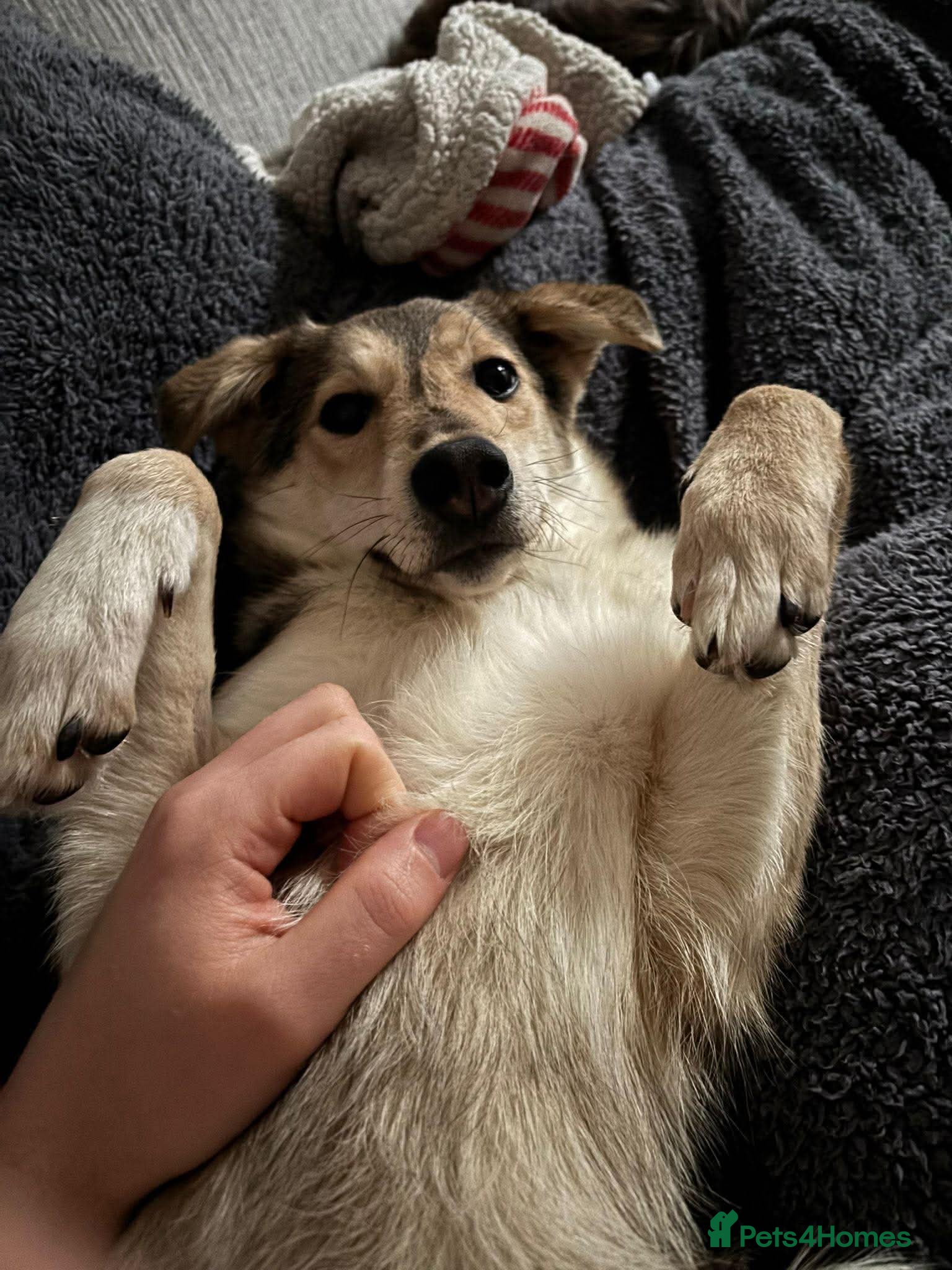 Mixed Breed dogs Gorgeous Ruby - Advert 7