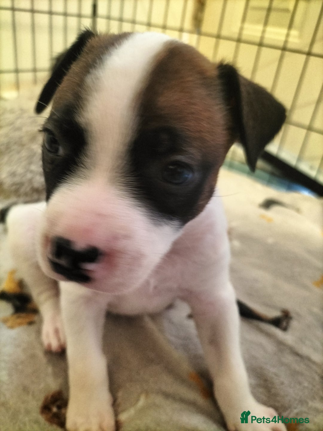 Mixed Breed dogs for sale: Cute litter of puppies  - Advert 18