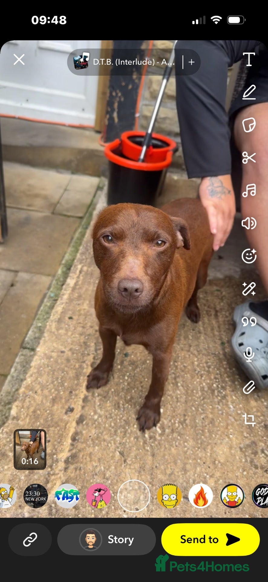 Patterdale Terrier dogs Patterdale girl 4 month  - Advert 6