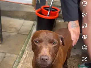 Patterdale Terrier dogs Patterdale girl 4 month - Advert 4