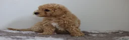 Cavapoo dogs for sale: Cavapoo Puppies  - Advert 15